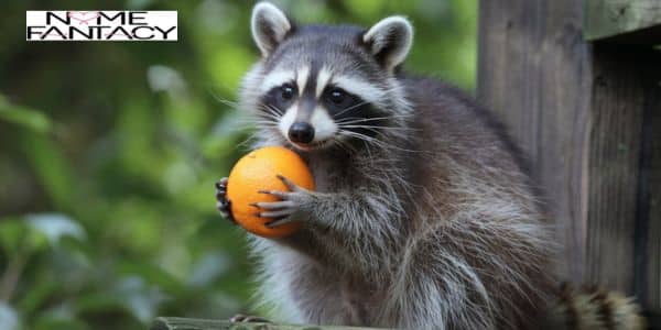 Fun & Whimsical Raccoon