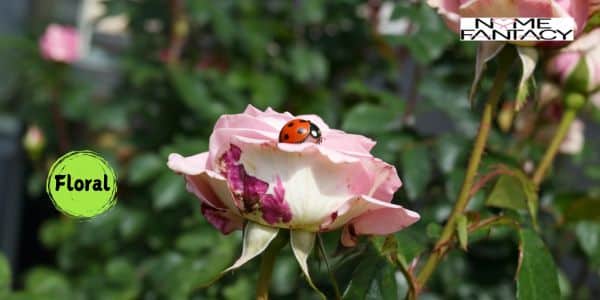 Ladybug Names