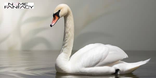 Swan Names