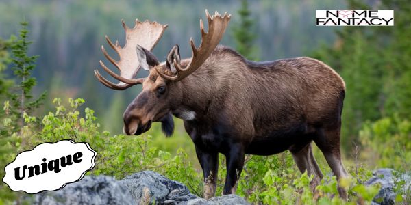 Moose Names