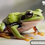 Frog Names