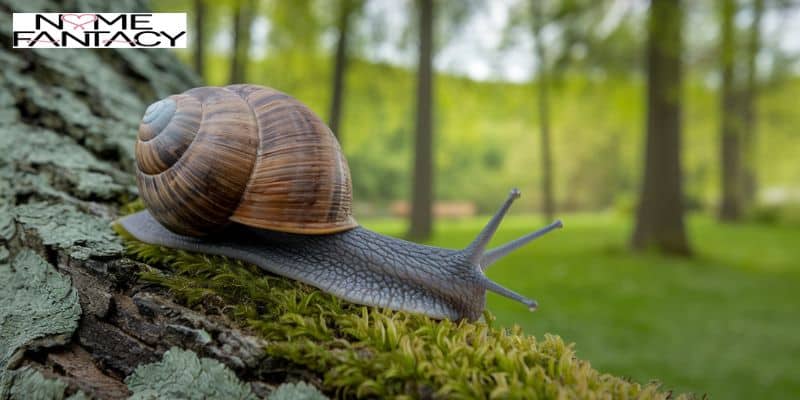 Snail Names